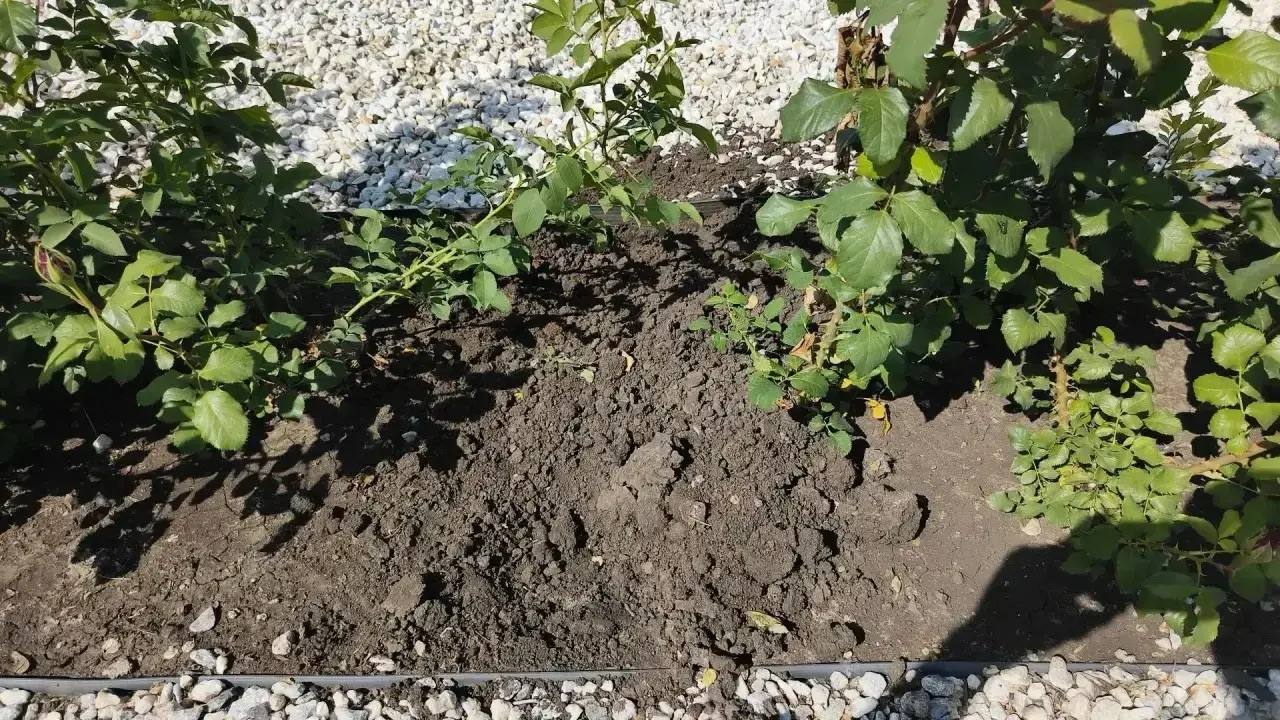 Вандалы обокрали в Саратове памятник Марии Лиманской Вандалы обокрали в Саратове памятник Марии Лиманской